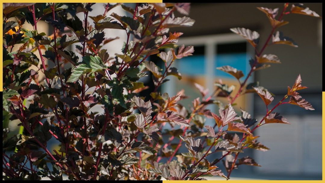 Softscaping Calgary Tazscapes Inc.