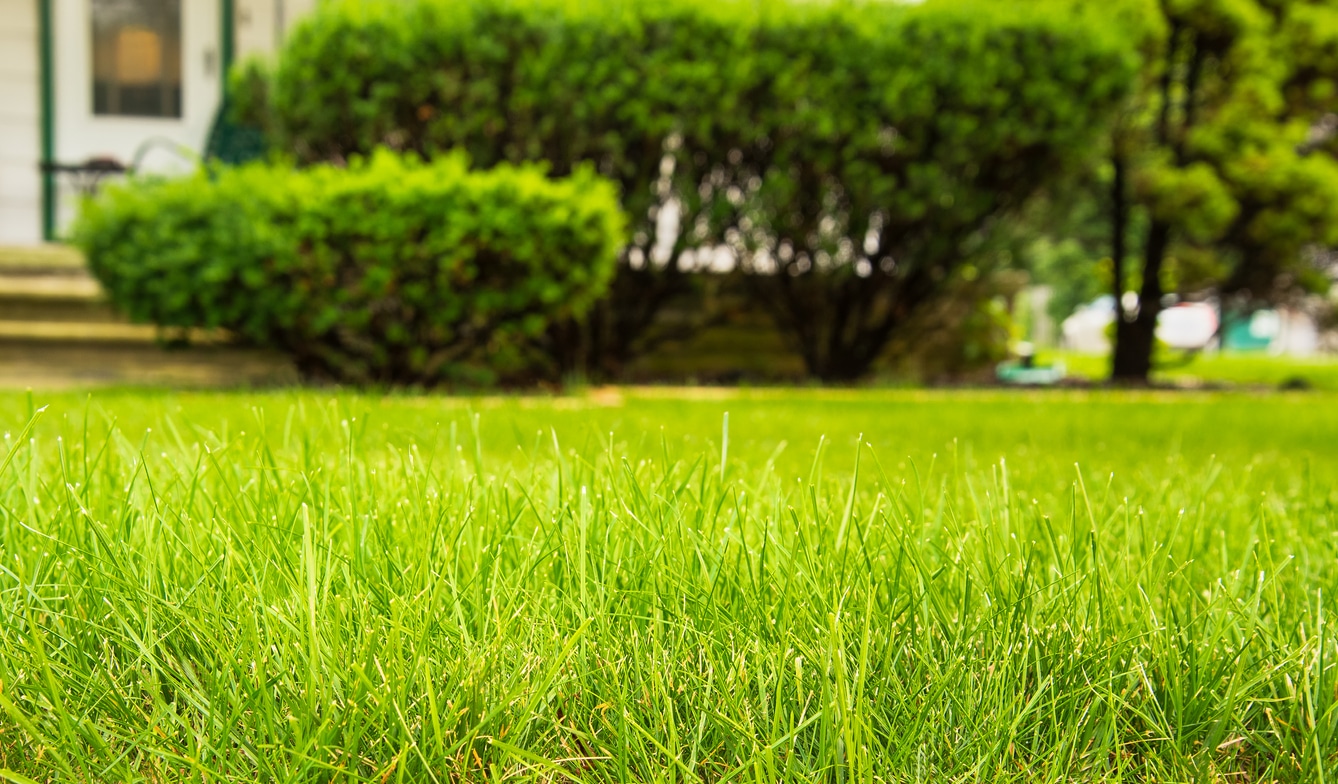 Your Guide to Preparing Your Lawn for Spring